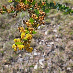 Acacia cultriformis at Watson, ACT - 9 Oct 2024 04:13 PM