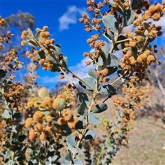 Acacia cultriformis at Watson, ACT - 9 Oct 2024