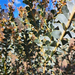 Acacia cultriformis at Watson, ACT - 9 Oct 2024 04:13 PM