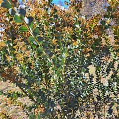 Acacia cultriformis at Watson, ACT - 9 Oct 2024