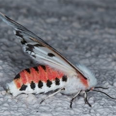 Aloa marginata (Donovan's Tiger Moth) at Ainslie, ACT - 7 Oct 2024 by jb2602