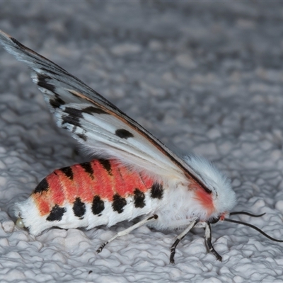 Paramsacta marginata (Donovan's Tiger Moth) at Ainslie, ACT - 7 Oct 2024 by jb2602