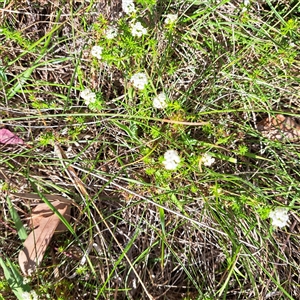 Asperula conferta at Watson, ACT - 9 Oct 2024