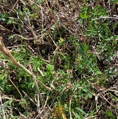 Acaena sp. (A Sheep's Burr) at Belconnen, ACT - 9 Oct 2024 by JohnGiacon