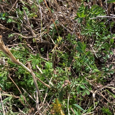 Acaena sp. (A Sheep's Burr) at Belconnen, ACT - 9 Oct 2024 by JohnGiacon