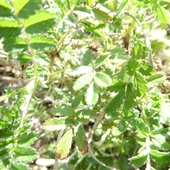 Acaena (genus) at Belconnen, ACT - 9 Oct 2024