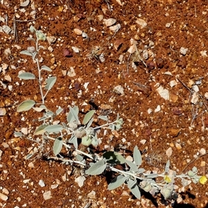 Corchorus (genus) at Undefined - 8 Sep 2024 12:48 PM