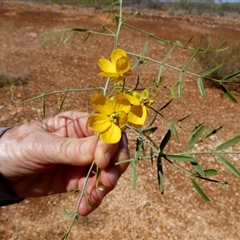Unverified Other Shrub at Nanutarra, WA - 8 Sep 2024 by Paul4K