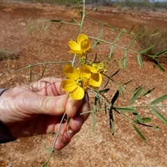 Unidentified Other Shrub at Nanutarra, WA - 8 Sep 2024 by Paul4K