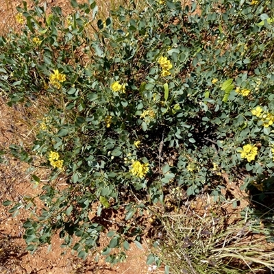 Senna artemisioides at Nanutarra, WA - 8 Sep 2024 by Paul4K