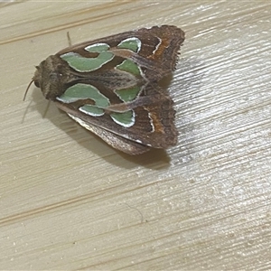 Cosmodes elegans (Green Blotched Moth) at Yandina, QLD by Wappaoutlook