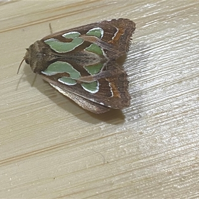 Cosmodes elegans (Green Blotched Moth) at Yandina, QLD - 9 Oct 2024 by Wappaoutlook