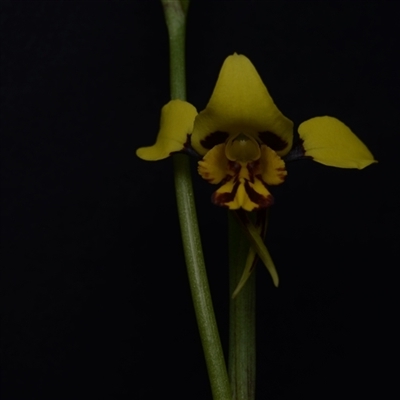 Diuris sulphurea (Tiger Orchid) at Bruce, ACT - 9 Oct 2024 by BB23