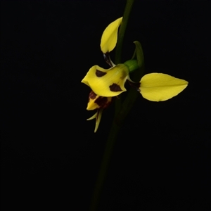 Diuris sulphurea at Bruce, ACT - 9 Oct 2024