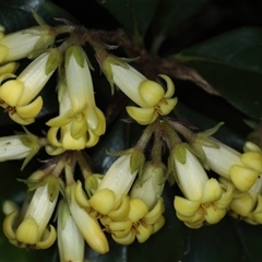 Pittosporum revolutum (Large-fruited Pittosporum) at Bulli, NSW - 7 Oct 2024 by jb2602