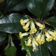 Pittosporum revolutum at Bulli, NSW - 7 Oct 2024