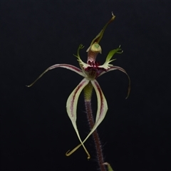 Caladenia atrovespa (Green-comb Spider Orchid) at Acton, ACT - 9 Oct 2024 by BB23