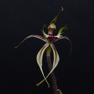 Caladenia atrovespa at Acton, ACT - suppressed