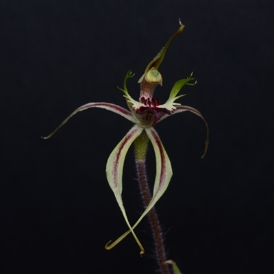 Caladenia atrovespa (Green-comb Spider Orchid) at Acton, ACT - 9 Oct 2024 by BB23