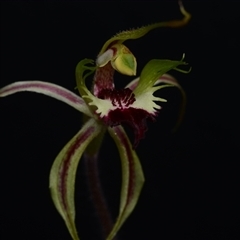 Caladenia atrovespa at Acton, ACT - 9 Oct 2024