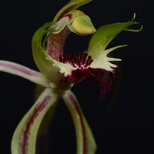 Caladenia atrovespa at Acton, ACT - 9 Oct 2024