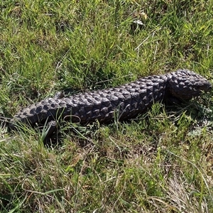 Tiliqua rugosa at Throsby, ACT - 8 Oct 2024