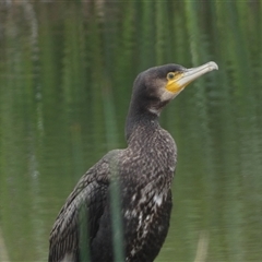 Phalacrocorax carbo (Great Cormorant) at Jerrabomberra, NSW - 9 Oct 2024 by SteveBorkowskis