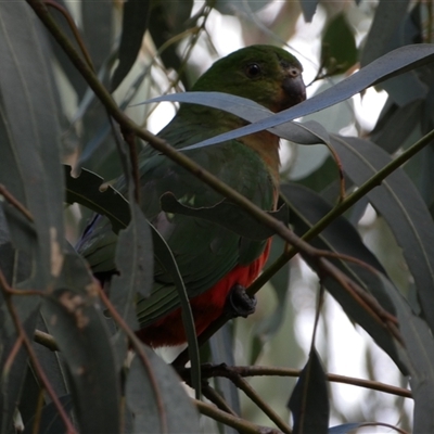 Alisterus scapularis (Australian King-Parrot) at Queanbeyan East, NSW - 9 Oct 2024 by SteveBorkowskis