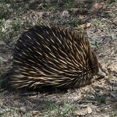 Tachyglossus aculeatus (Short-beaked Echidna) at Queanbeyan East, NSW - 9 Oct 2024 by SteveBorkowskis