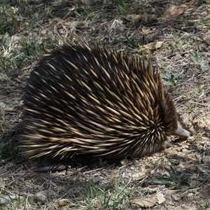 Tachyglossus aculeatus at Queanbeyan East, NSW - 9 Oct 2024