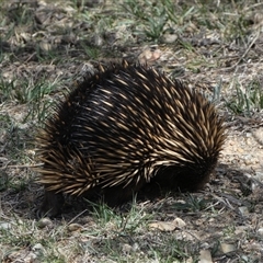 Tachyglossus aculeatus at Queanbeyan East, NSW - 9 Oct 2024