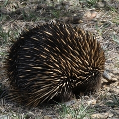 Tachyglossus aculeatus at Queanbeyan East, NSW - 9 Oct 2024