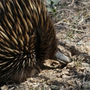 Tachyglossus aculeatus at Queanbeyan East, NSW - 9 Oct 2024