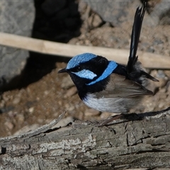 Malurus cyaneus (Superb Fairywren) at Coombs, ACT - 9 Oct 2024 by SteveBorkowskis