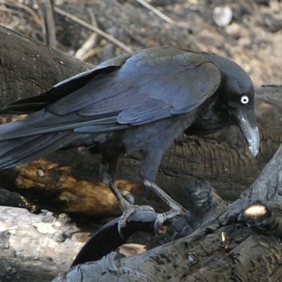 Corvus coronoides (Australian Raven) at Weston, ACT - 9 Oct 2024 by SteveBorkowskis