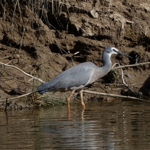 Egretta novaehollandiae at Weston, ACT - 9 Oct 2024