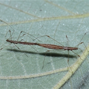 Chinoneides tasmaniensis at Acton, ACT - 9 Oct 2024