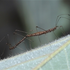 Chinoneides tasmaniensis at Acton, ACT - 9 Oct 2024