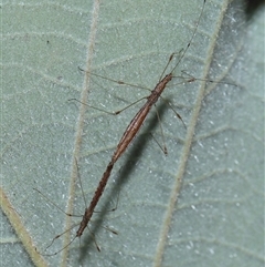 Chinoneides tasmaniensis at Acton, ACT - 9 Oct 2024