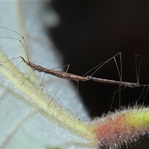 Chinoneides tasmaniensis at Acton, ACT - 9 Oct 2024