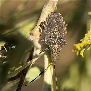 Alcaeus varicornis at Russell, ACT - 9 Oct 2024