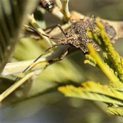 Alcaeus varicornis at Russell, ACT - 9 Oct 2024