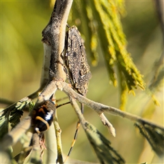 Alcaeus varicornis at Russell, ACT - 9 Oct 2024