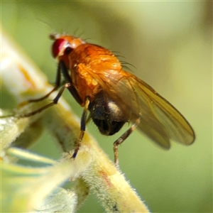 Rhagadolyra magnicornis at Russell, ACT - 9 Oct 2024