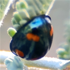 Orcus australasiae (Orange-spotted Ladybird) at Russell, ACT - 9 Oct 2024 by Hejor1