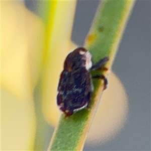 Neolaemosaccus sp. (genus) at Russell, ACT - 9 Oct 2024 05:24 PM