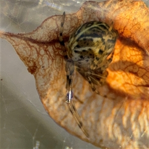 Parasteatoda sp. (genus) at Parkes, ACT - 9 Oct 2024