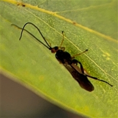 Ichneumonoidea (Superfamily) at Russell, ACT - 9 Oct 2024 04:56 PM