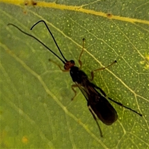 Ichneumonoidea (Superfamily) at Russell, ACT - 9 Oct 2024 04:56 PM