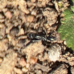 Formicidae (family) at Parkes, ACT - 9 Oct 2024